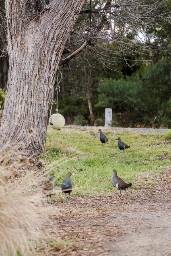 Lawrence Creek Cottage Bruny Island Simpsons Bay エクステリア 写真